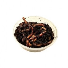 Slika nije definirana 